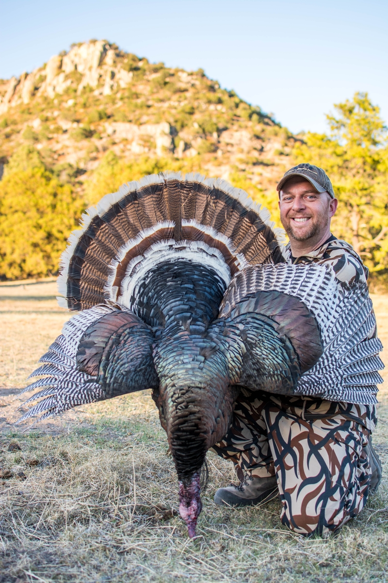 Wild Turkey