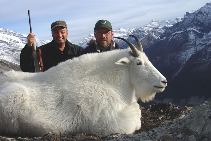 Mountain Goat