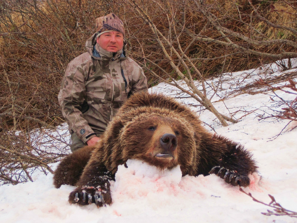 Grizzly/Brown Bear